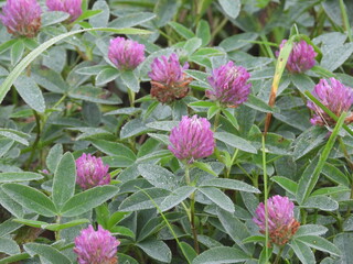 pink and yellow flowers