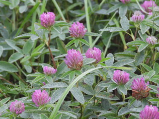 pink flowers in the garden