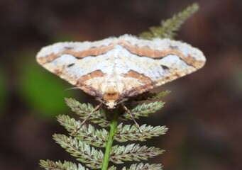 butterfly on leaf
