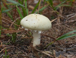mushrooms in the forest