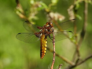 close up of a dragonfly on a leaf