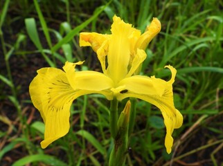 yellow lily flower