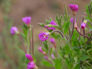 flowers in the garden