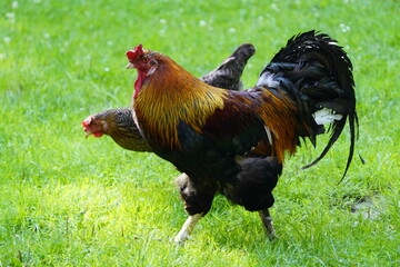 The Marans, French: Poule de Marans, is a French breed of dual-purpose chicken, reared both for meat and for its dark brown eggs. Hanover, Germany.