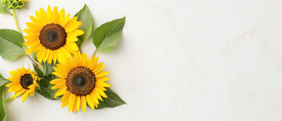 Bright sunflowers with green leaves laid out on a white marble b