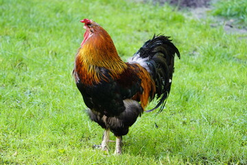 The Marans, French: Poule de Marans, is a French breed of dual-purpose chicken, reared both for meat and for its dark brown eggs. Hanover, Germany.