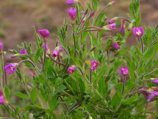 purple crocus flowers