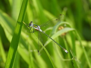 dragonfly on the grass