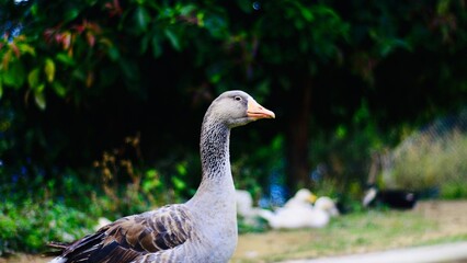 Ganso gris