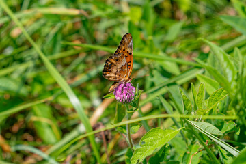 Variegated fritillary butterfly closeup