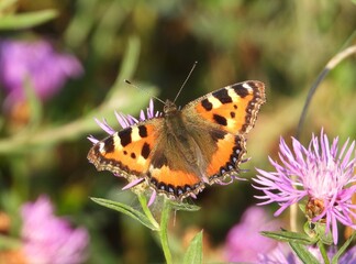 butterfly on flower
