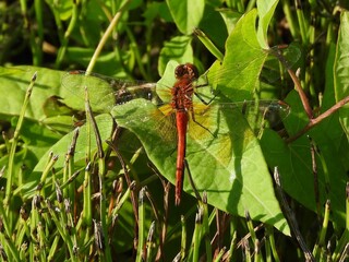 dragonfly on a leaf