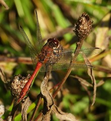 dragonfly on a branch