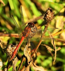 close up of dragonfly