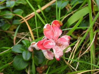 pink orchid flower