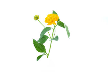 Latana camara flower close up on white background.