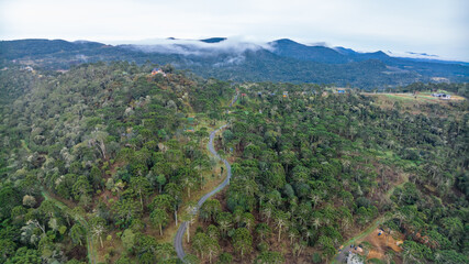 Naklejka premium Urubici in Santa Catarina, Brazil. Aerial view. Araucaria trees.