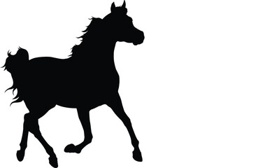 Arabian horse trotting