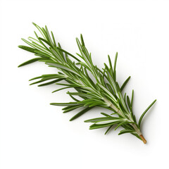 Fototapeta premium Fresh Rosemary Sprig Isolated on White Background