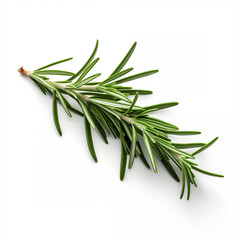 Fototapeta premium Fresh Rosemary Sprig Isolated on White Background