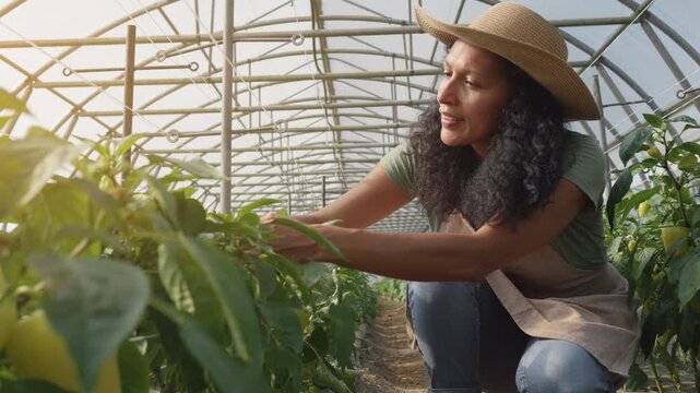 Latin woman inspecting bell pepper leaves and crop in greenhouse. Mid adult hispanic female hothouse employee checking vegetable plant growing in indoor industrial farm