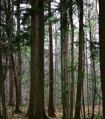 Forest path through dense trees in autumn