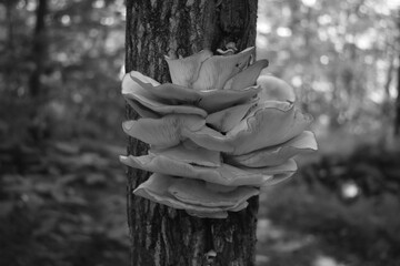 Boucle Mont Singer 29 Juillet 2024 - N&B