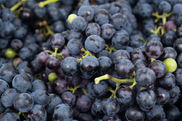 blue grape variety for wine.