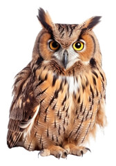 Fototapeta premium PNG Owl animal bird beak.