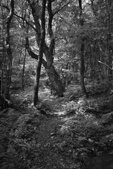 Boucle Mont Singer 29 Juillet 2024 - N&B