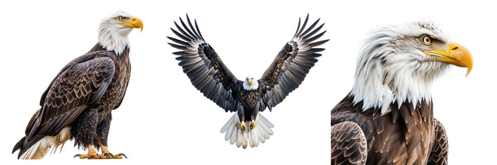Obraz premium Set of A majestic bald eagle isolated on transparent background