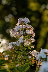 Schöne Blume am morgen im Sonnenlicht