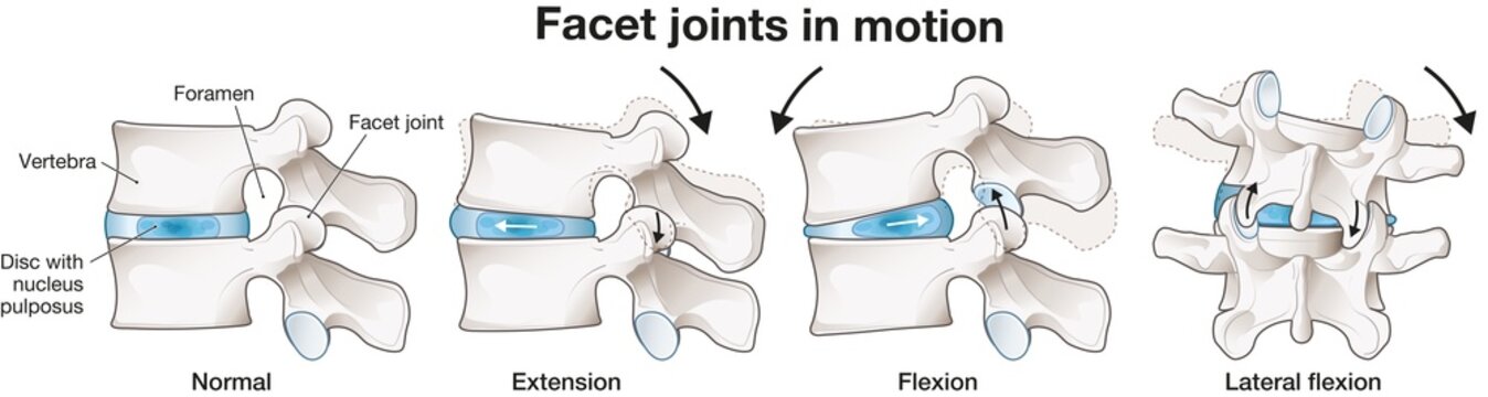 The mobility of the lumbar vertebrae. Facet joint. Medical illustration. Labeled