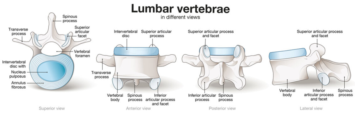 Healthy lumbar vertebrae. Different views. Labeled illustration