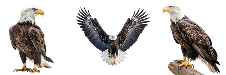 Obraz premium Set of A majestic bald eagle isolated on transparent background (5)