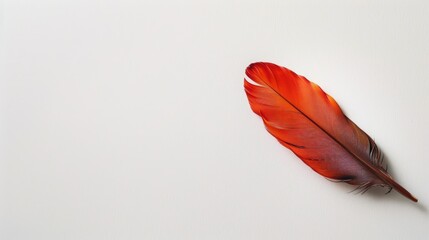 Feather on blank background with space for text
