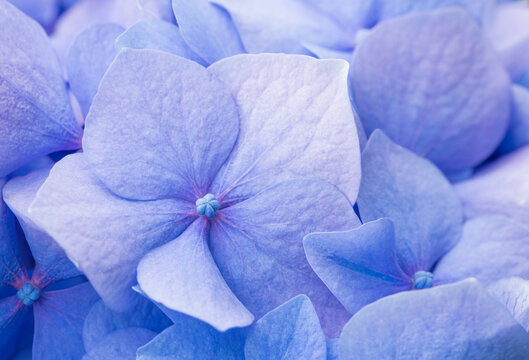 Closeup of beautiful purple hydrangea blossoms in summer
 - Powered by Adobe