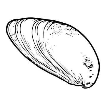 recommend clip art: Sea shell sketch hand drawn. Tellina tenuis elasmobranch mollusk. The bivalve shells of marine seashell. Souvenir from summer holiday on the beach. Vector graphics illustration.