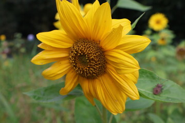 Sunflower closeup