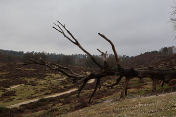 Fallen tree veluwezoom-posbank