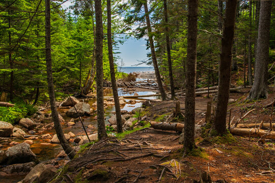 river in the forest flowing to the ocean