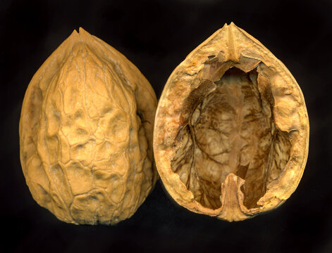 empty walnut shell on a black background, scanography