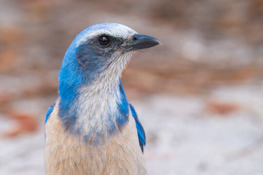 A portrait of an endangered Florida scrub jay at Helen & Allan Cruickshank Sanctuary in Rockledge, Florida.