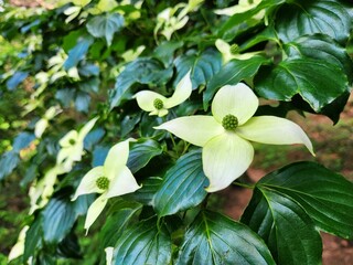 Obraz premium Dogwood Tree, Cornus tree. Cornus florida, flowering dogwood. cornel blossom. flora of asian countries. summer flowers in korea. Close-up image of the beautiful white flowers of the Dogwood.