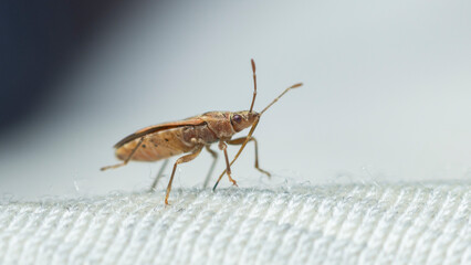 Selective focus on a Plane Groundbug, Arocatus Longiceps