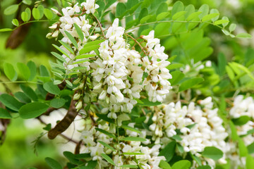 White acacia branch flowers. Edible black locust tree flowers