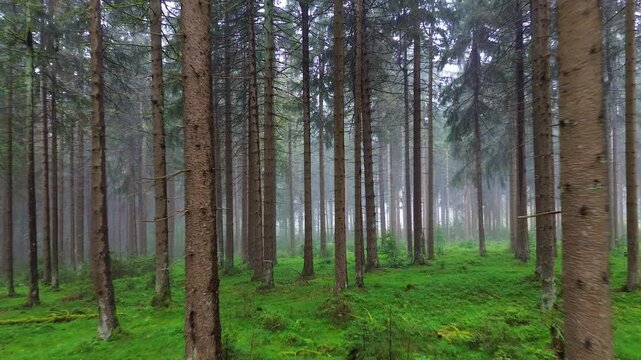zoom out of foggy spruce forest