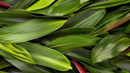 Fototapeta premium leaves background 