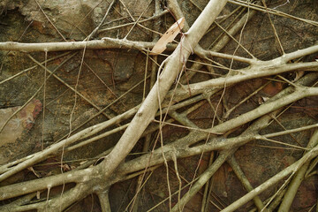 Tree roots spread and growth on rock.Abstract natural brown background.