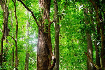 Branch of green tree in forest background, leaf plant, beautiful pattern, ornamental plant, trees wallpaper, foliage green decoration, texture natural.Close up.